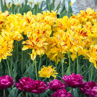 Thumbnail for Bulbi Lalele Monsella 6 buc