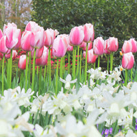 Thumbnail for Bulbi Lalele Ollioules 6 buc