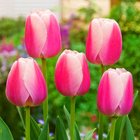 Thumbnail for Bulbi Lalele Ollioules 6 buc