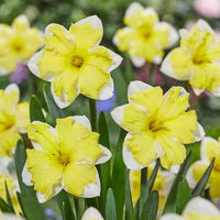 Thumbnail for Bulbi Narcise Cassata 5 buc