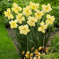 Thumbnail for Bulbi Narcise Cassata 5 buc