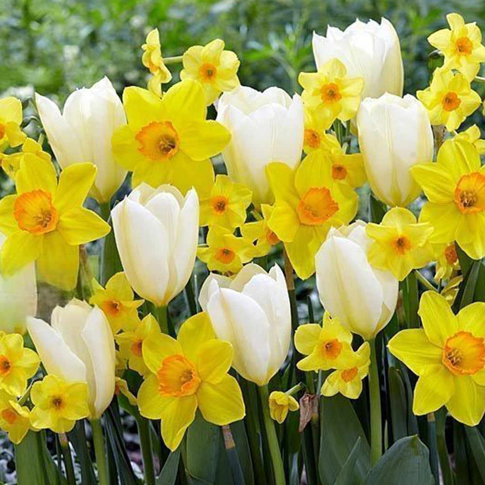 Bulbi Narcise Delibes 5 buc