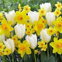 Thumbnail for Bulbi Narcise Delibes 5 buc