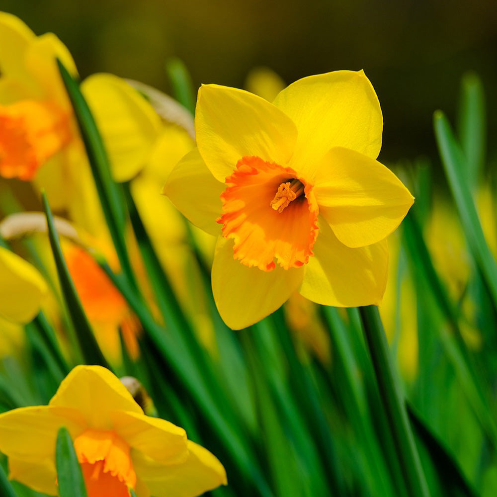 Bulbi Narcise Delibes 5 buc