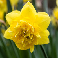 Thumbnail for Bulbi Narcise Dick Wilden 5 buc