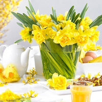 Thumbnail for Bulbi Narcise Dick Wilden 5 buc