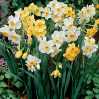 Thumbnail for Bulbi Narcise Multiflori Mix 8 buc