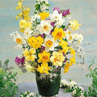 Thumbnail for Bulbi Narcise cu flori mari mix 8 buc