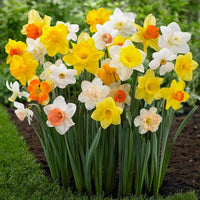 Thumbnail for Bulbi Narcise cu flori mari mix 8 buc