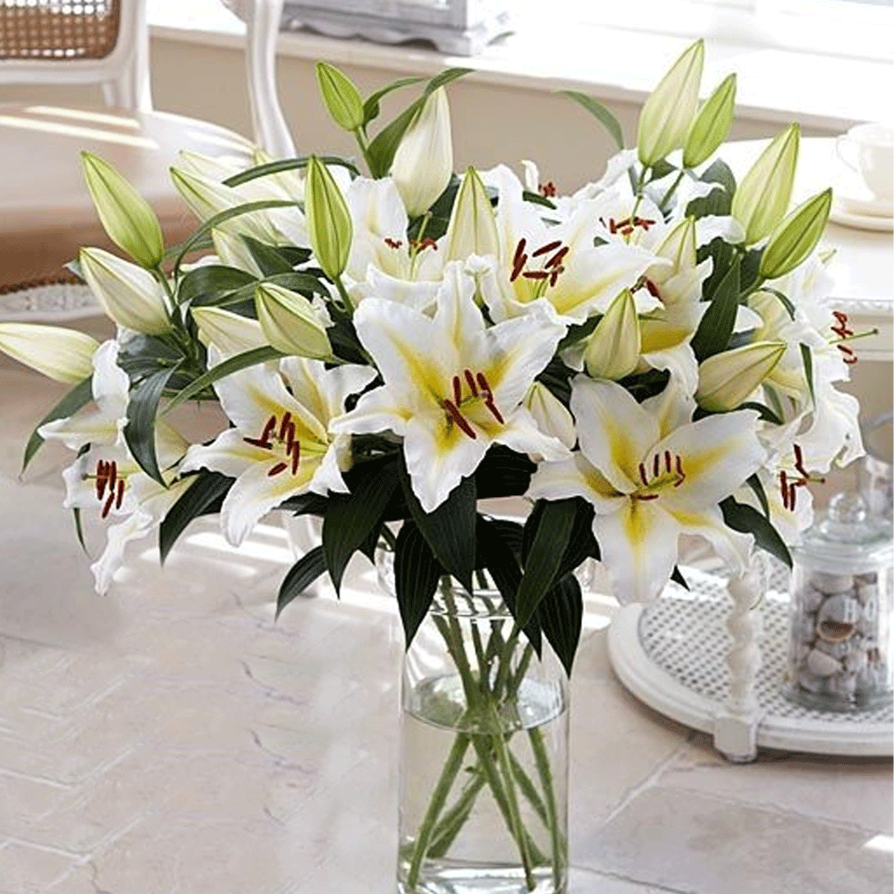 Bulbi Crini Alb cu Galben 1 buc