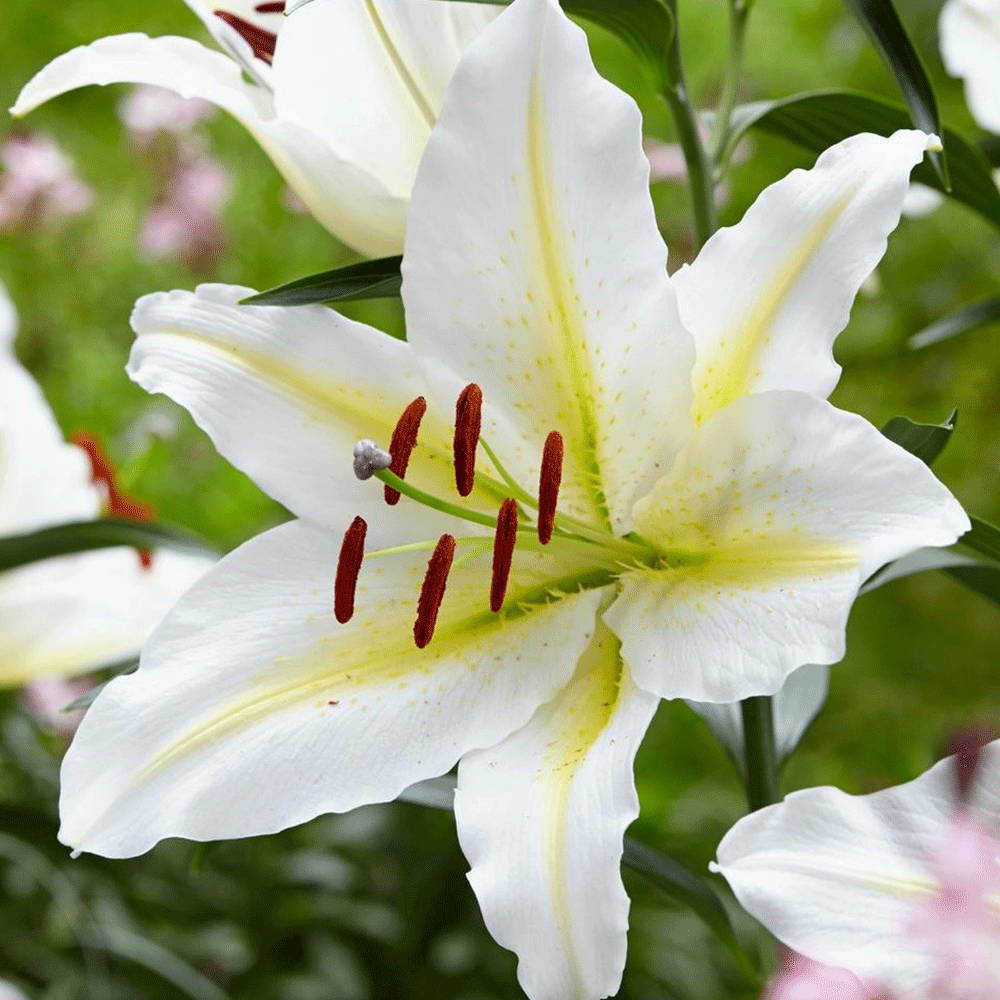 Bulbi Crini Alb cu Galben 1 buc