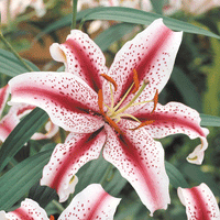 Thumbnail for Bulbi Crini Dizzy 1 buc