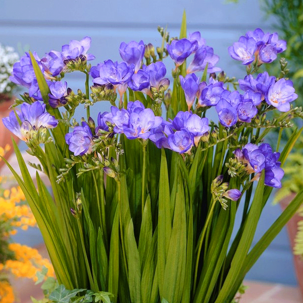 Bulbi Frezii albastre 10 buc