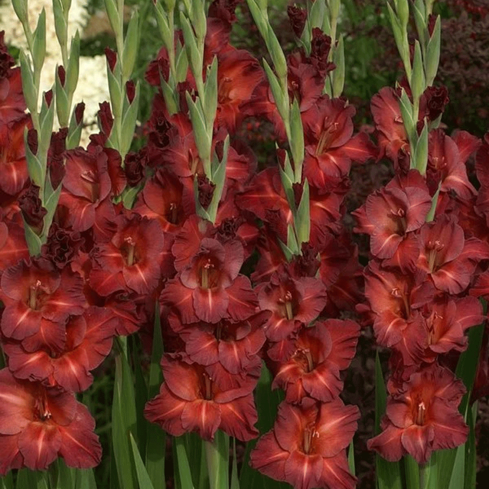 Bulbi Gladiole Chocolate 8 buc