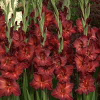 Thumbnail for Bulbi Gladiole Chocolate 8 buc