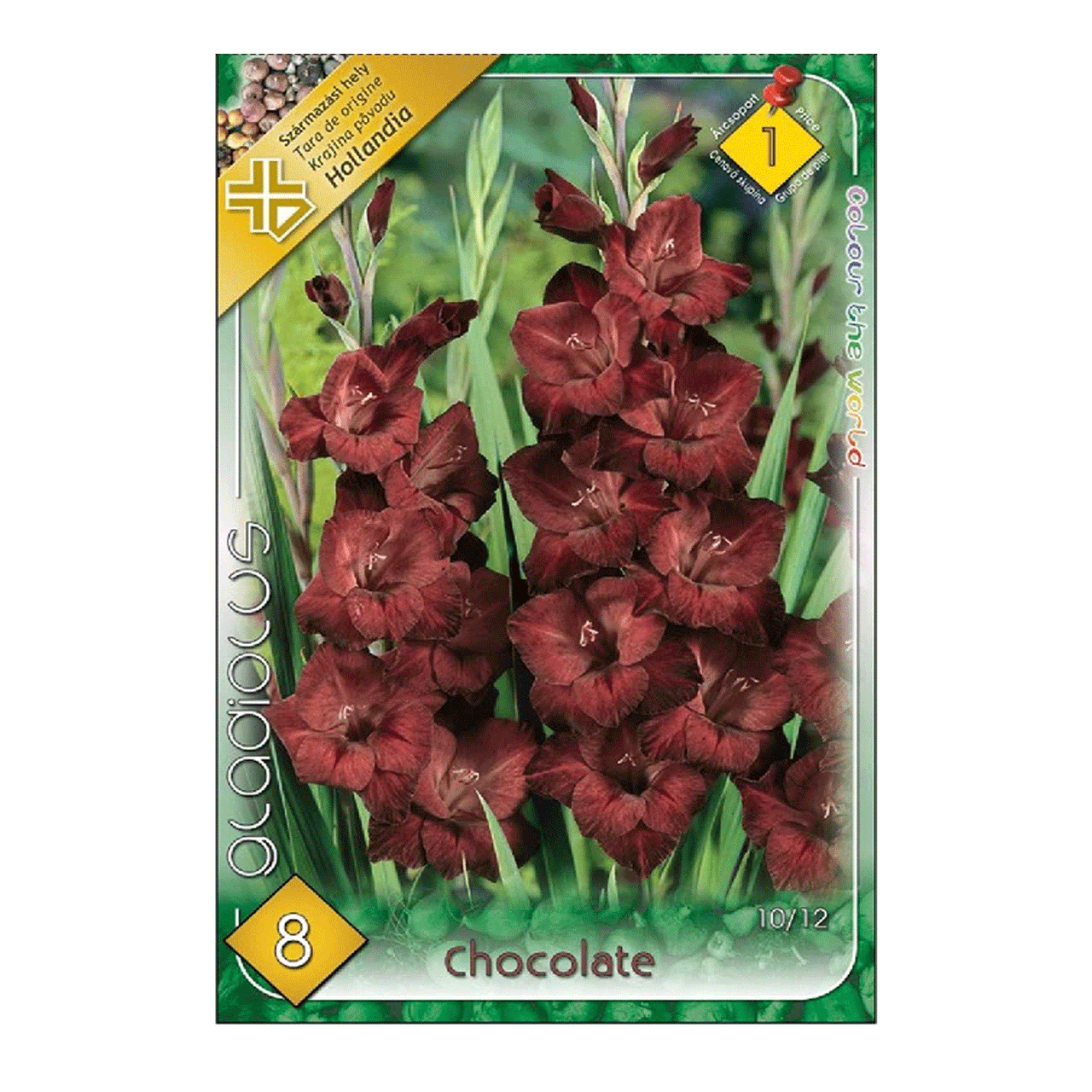 Bulbi Gladiole Chocolate 8 buc