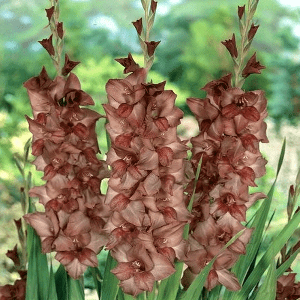 Bulbi Gladiole Chocolate 8 buc