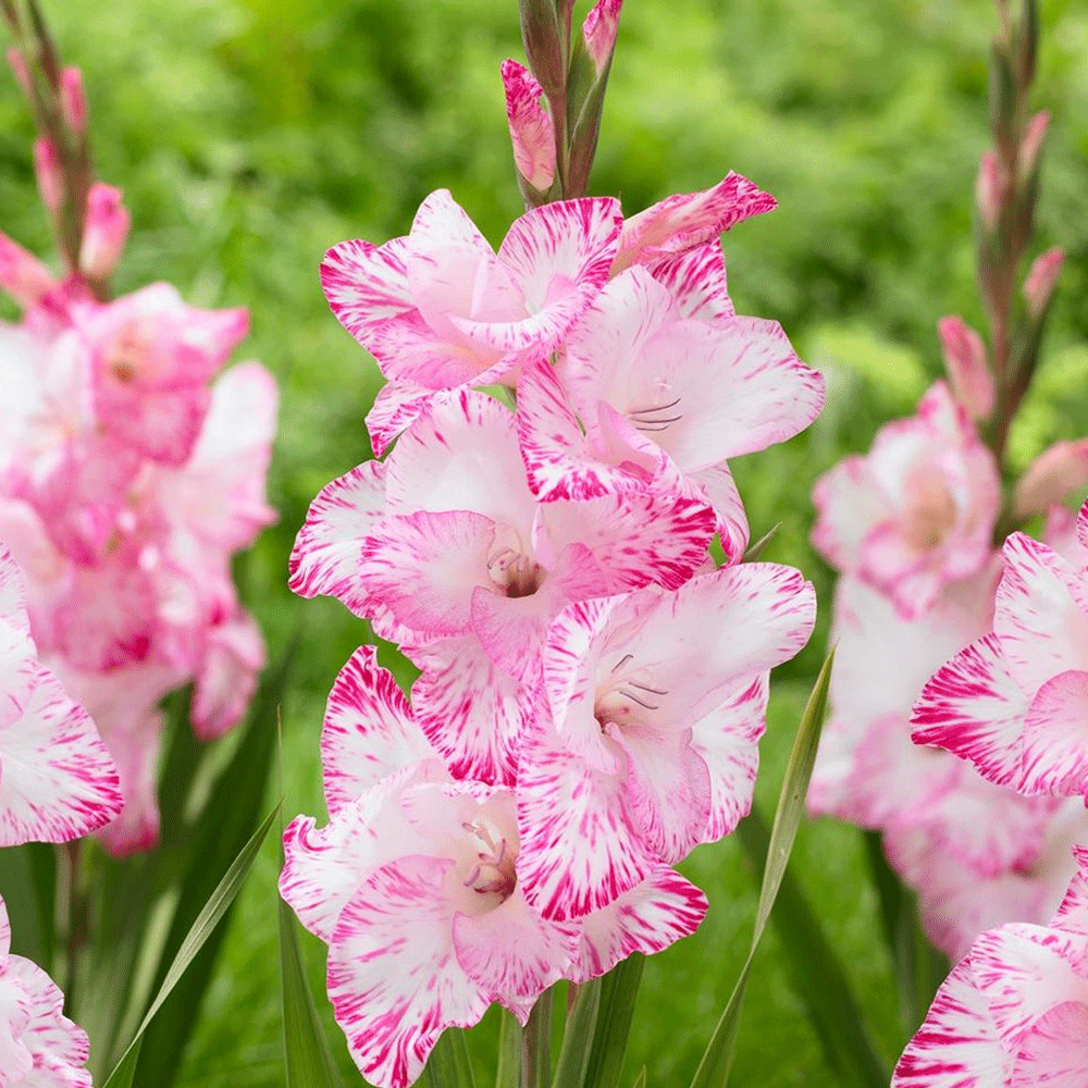 Bulbi Gladiole My Love 10 buc