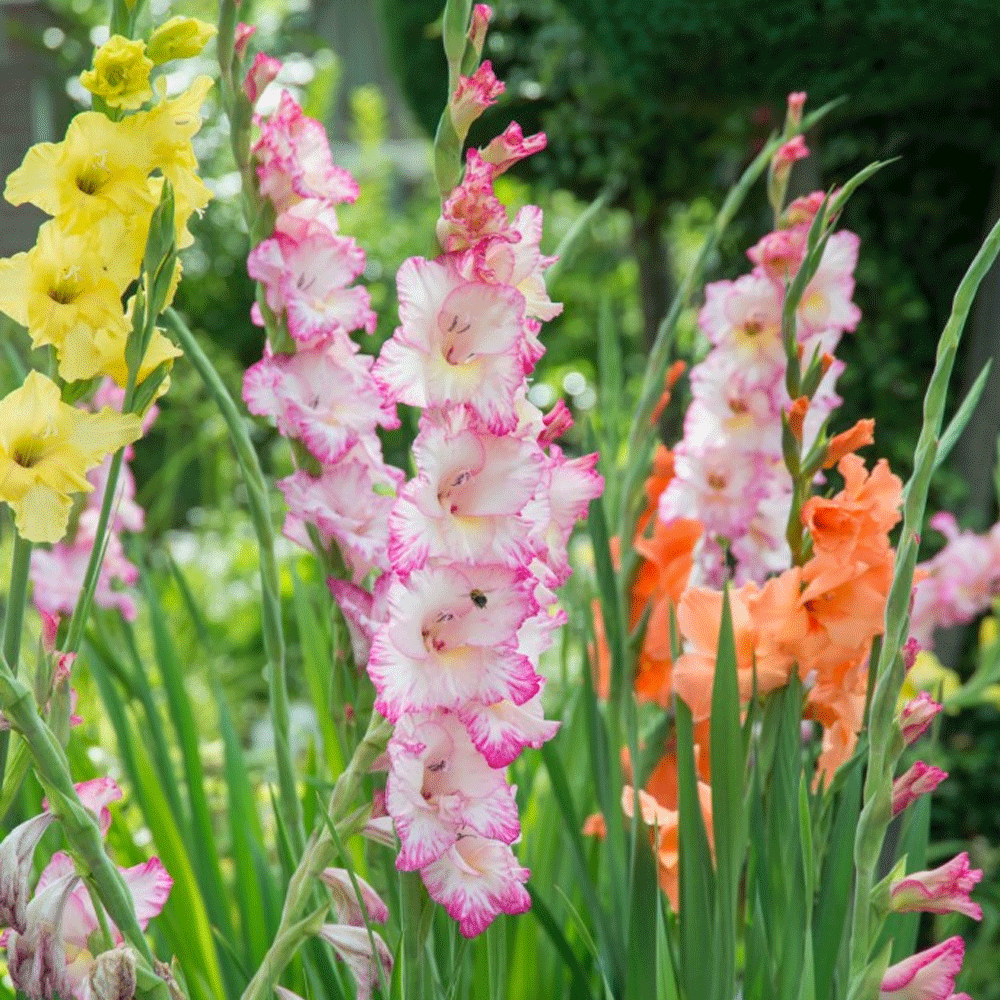 Bulbi Gladiole My Love 10 buc