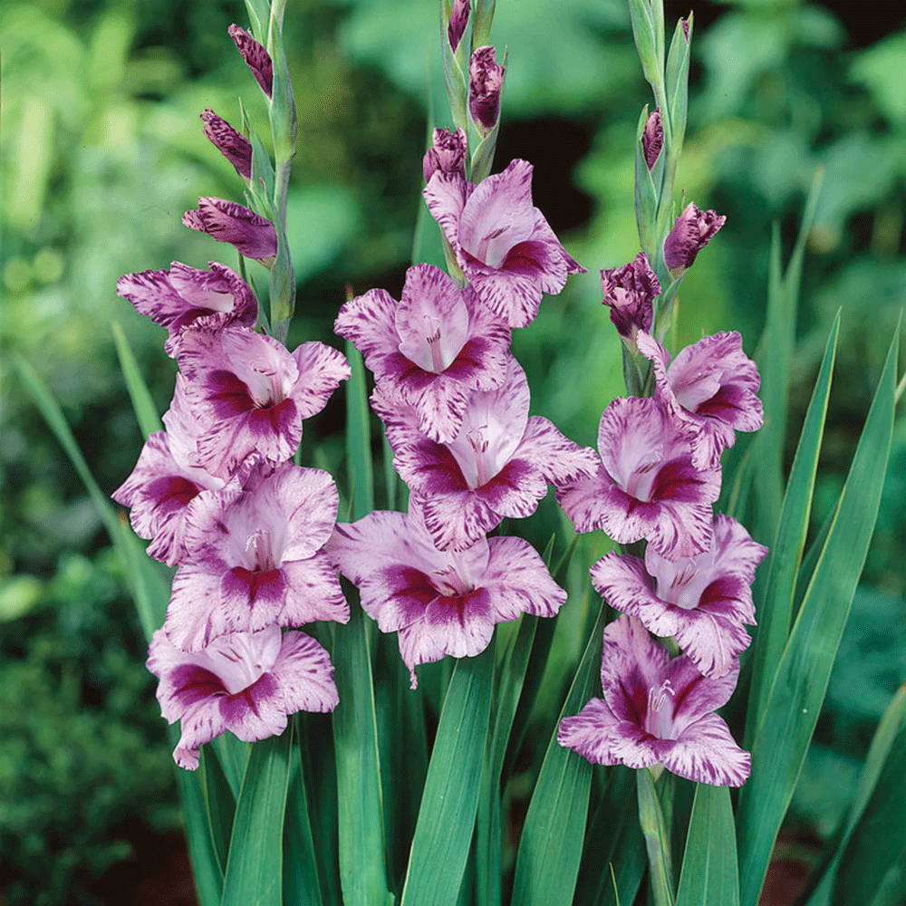Bulbi Gladiole Passos 8 buc