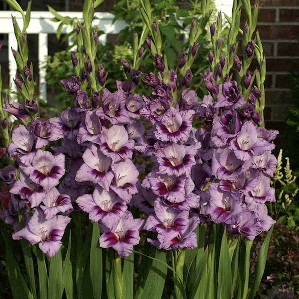 Bulbi Gladiole Passos 8 buc