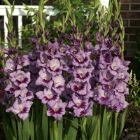 Thumbnail for Bulbi Gladiole Passos 8 buc