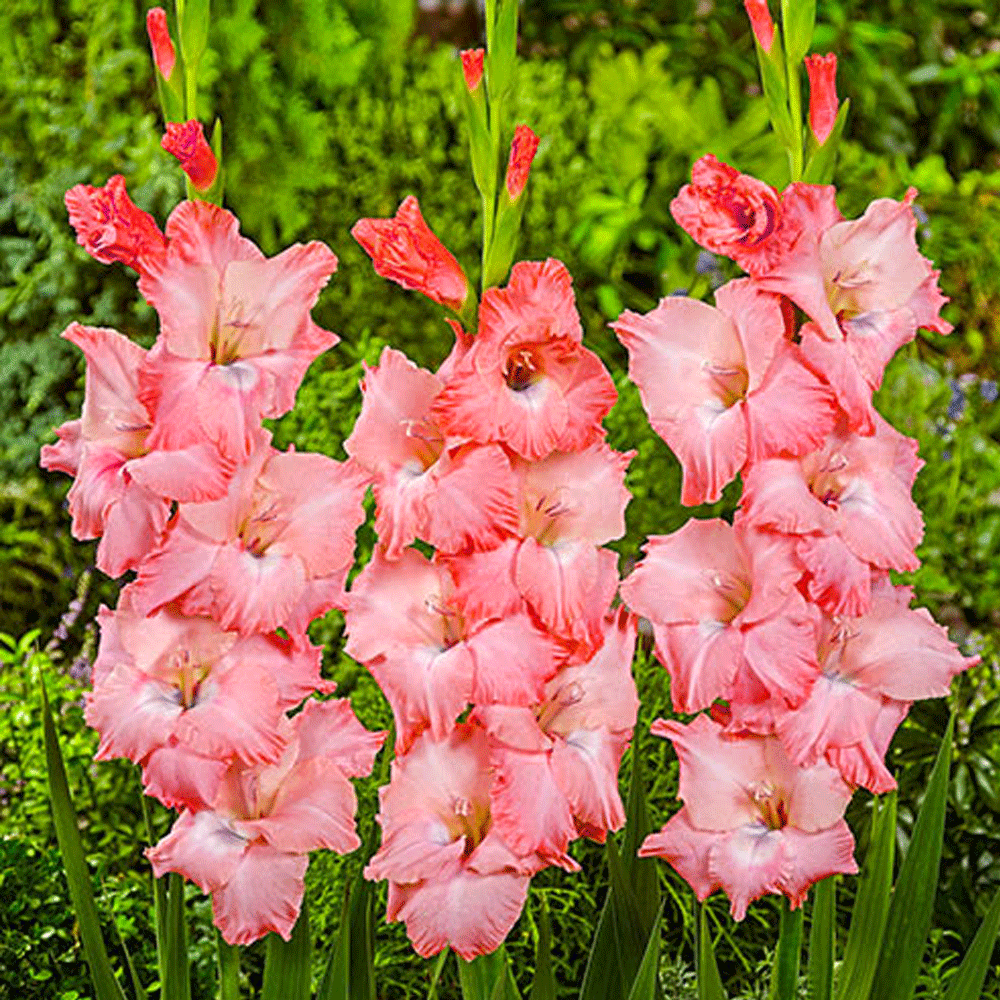 Bulbi Gladiole Spic and Span 10 buc