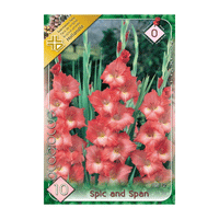 Thumbnail for Bulbi Gladiole Spic and Span 10 buc