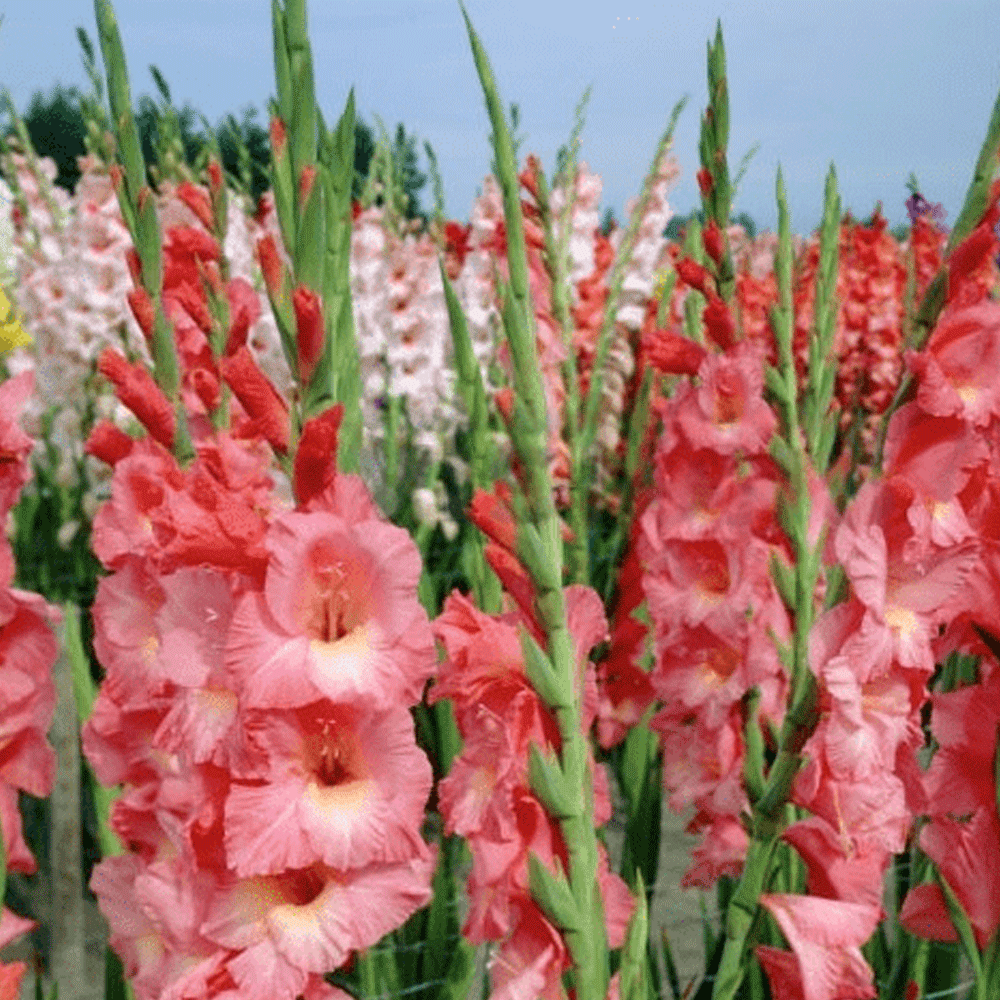 Bulbi Gladiole Spic and Span 10 buc