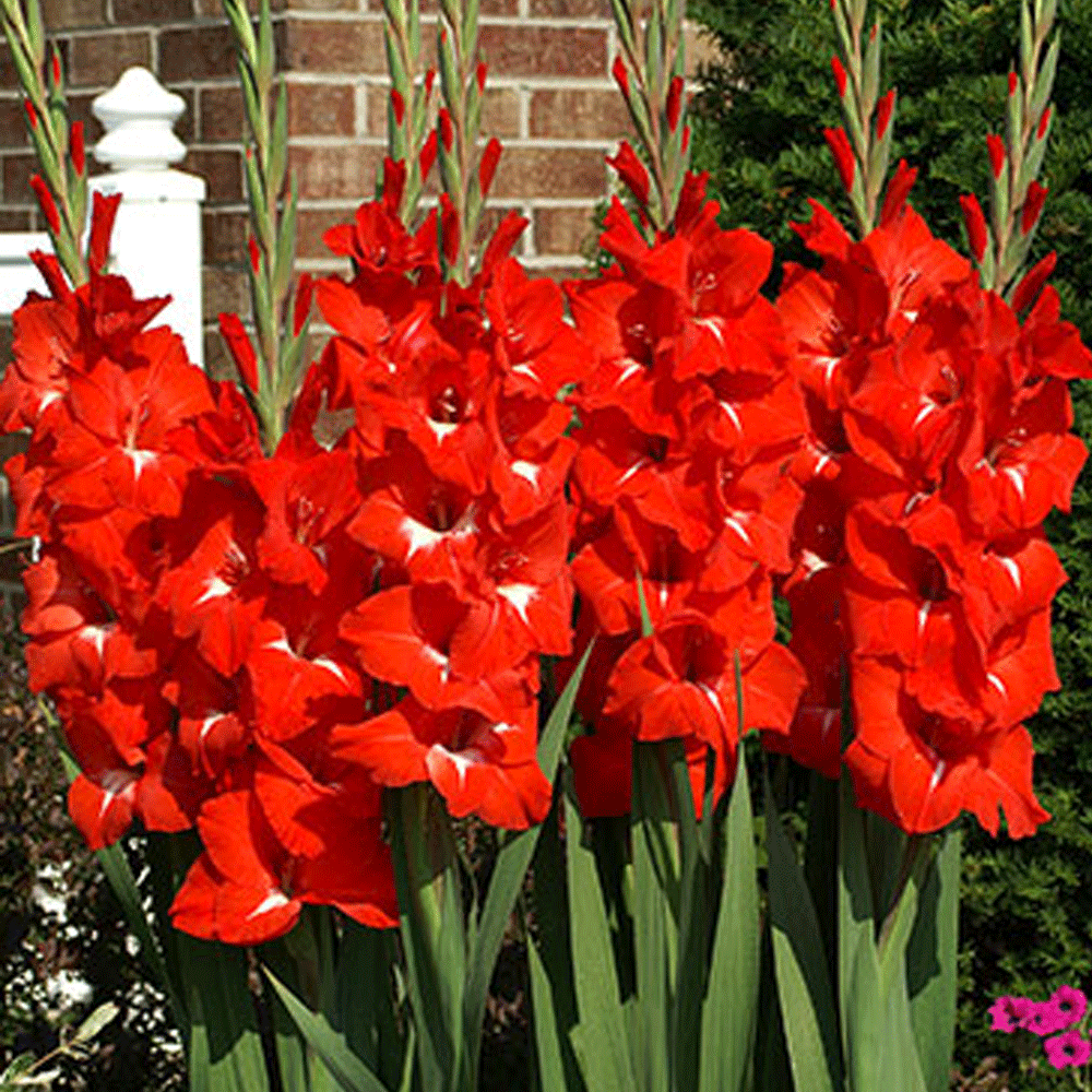 Bulbi Gladiole Traderhorn 10 buc