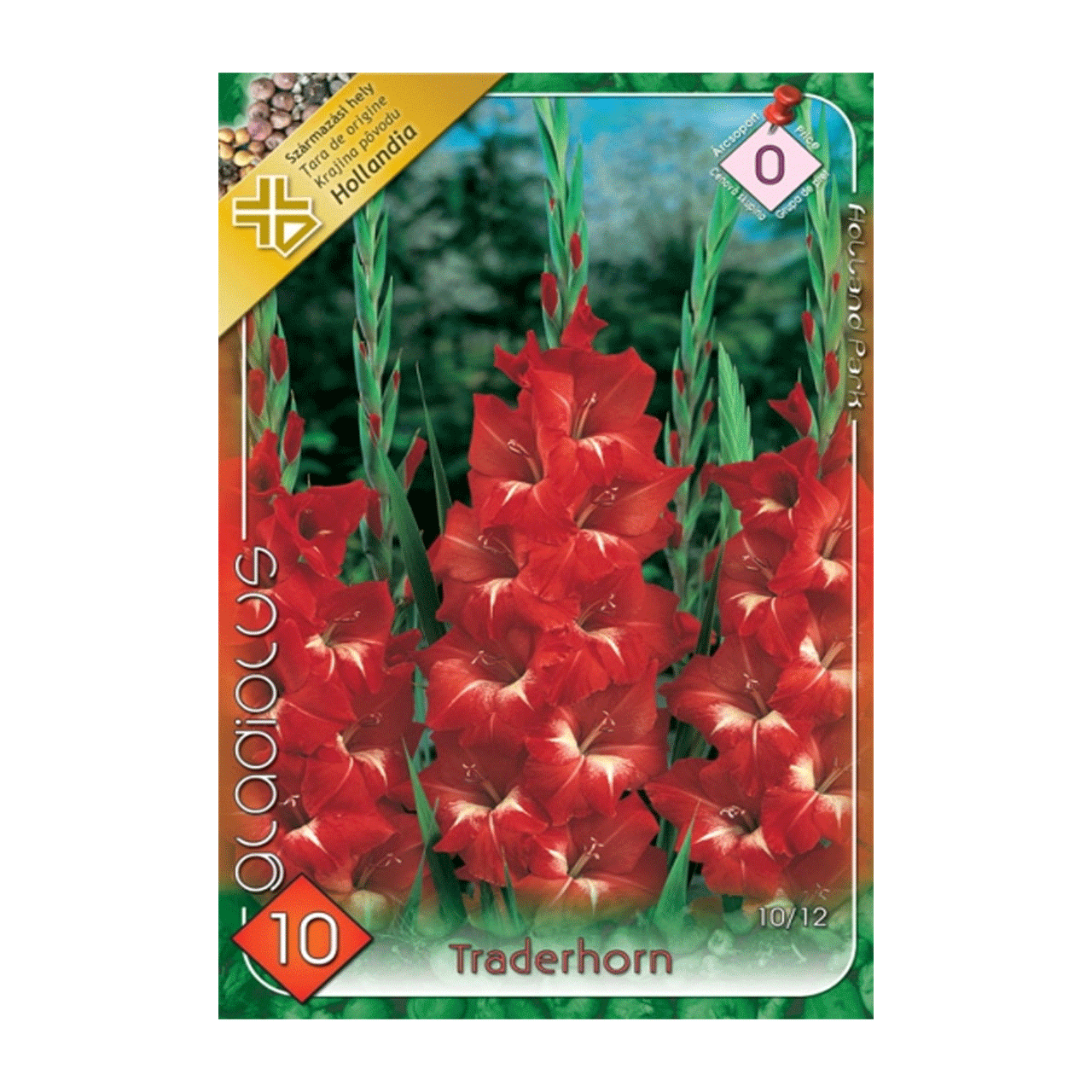 Bulbi Gladiole Traderhorn 10 buc
