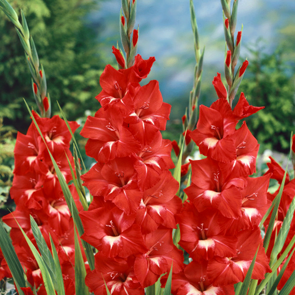 Bulbi Gladiole Traderhorn 10 buc
