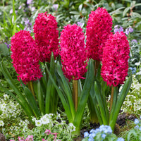 Thumbnail for Bulbi Zambile Jan Bos 3 buc