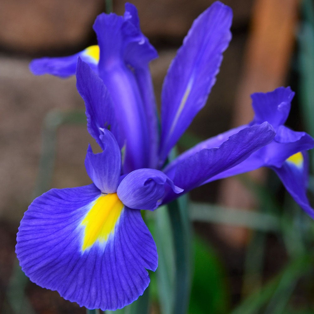 Bulbi Iris Blue Magic 10 buc