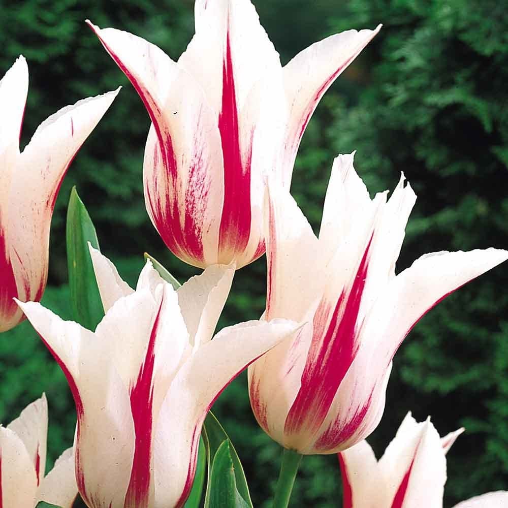 Bulbi Lalele Marylin 6 buc