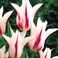 Thumbnail for Bulbi Lalele Marylin 6 buc