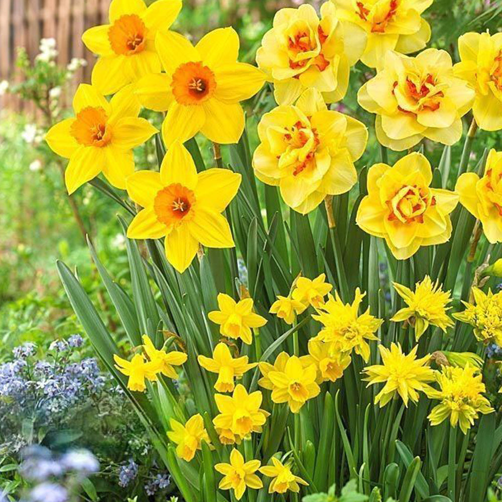 Bulbi Narcise Botanical Mix 10 buc