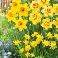 Thumbnail for Bulbi Narcise Botanical Mix 10 buc