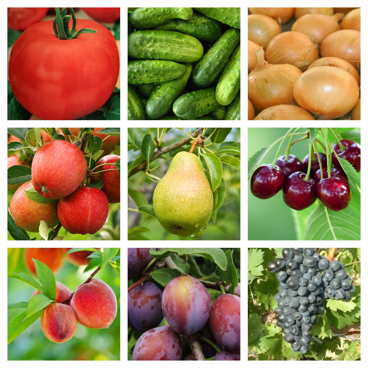 Variante ambalaj Sulfat de Cupru Mifalchim 500g si 1kg