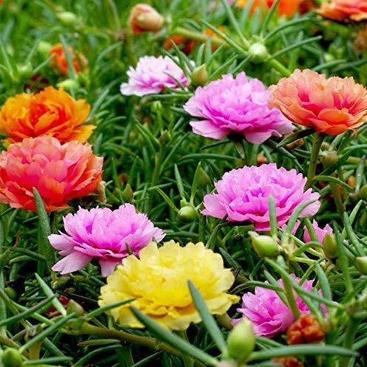 Seminte flori de Piatra Duble (Portulaca grandiflora) Mix 0,5g