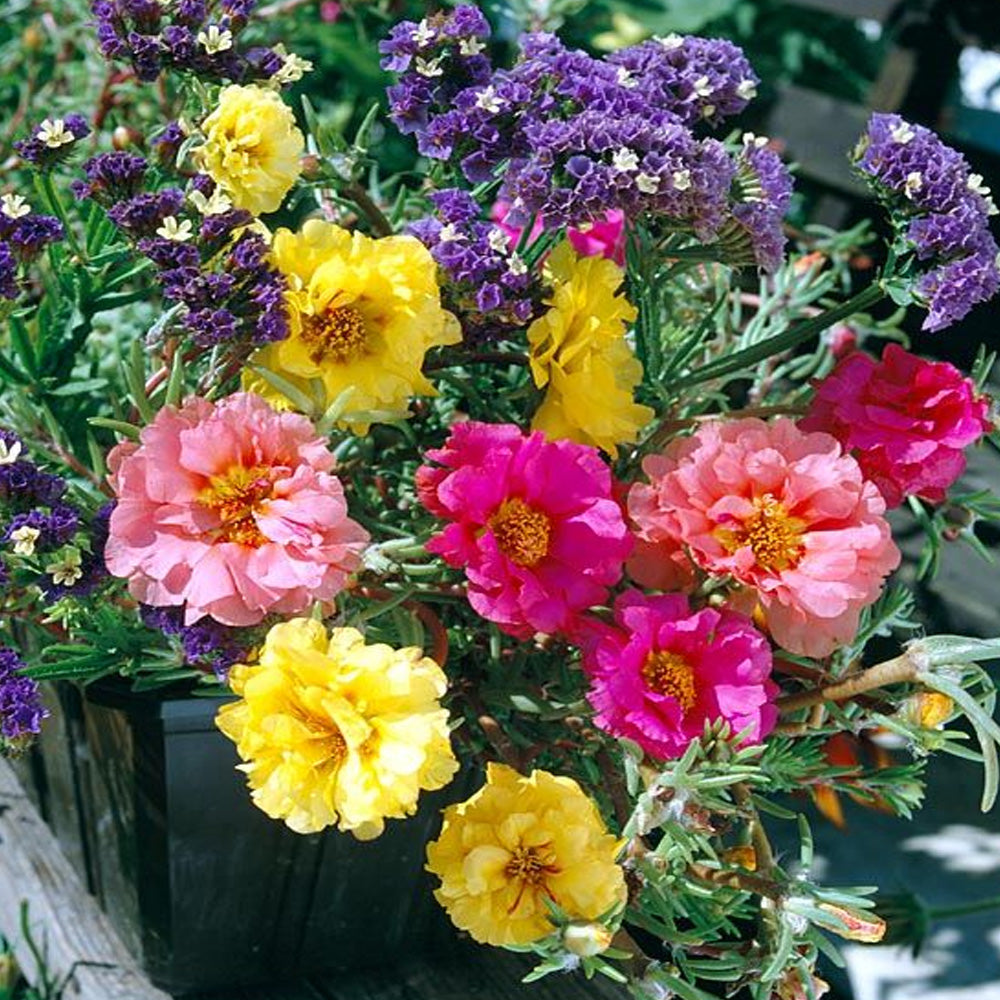 Seminte flori de Piatra Simple (Portulaca grandiflora) Mix 0,5g – Plantazia