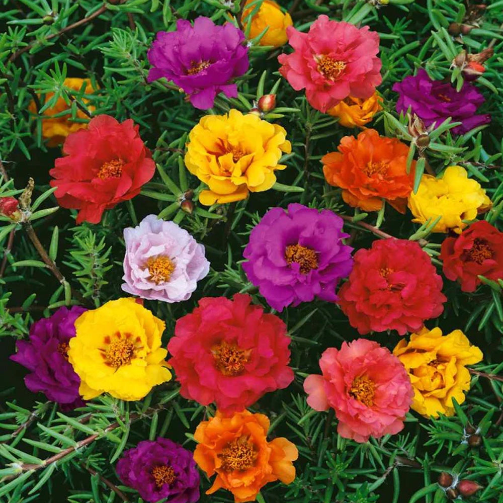 Seminte flori de Piatra Simple (Portulaca grandiflora) Mix 0,5g – Plantazia