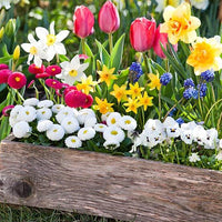 Thumbnail for Seminte flori Banutei (Bellis perenis) albi 0.1g