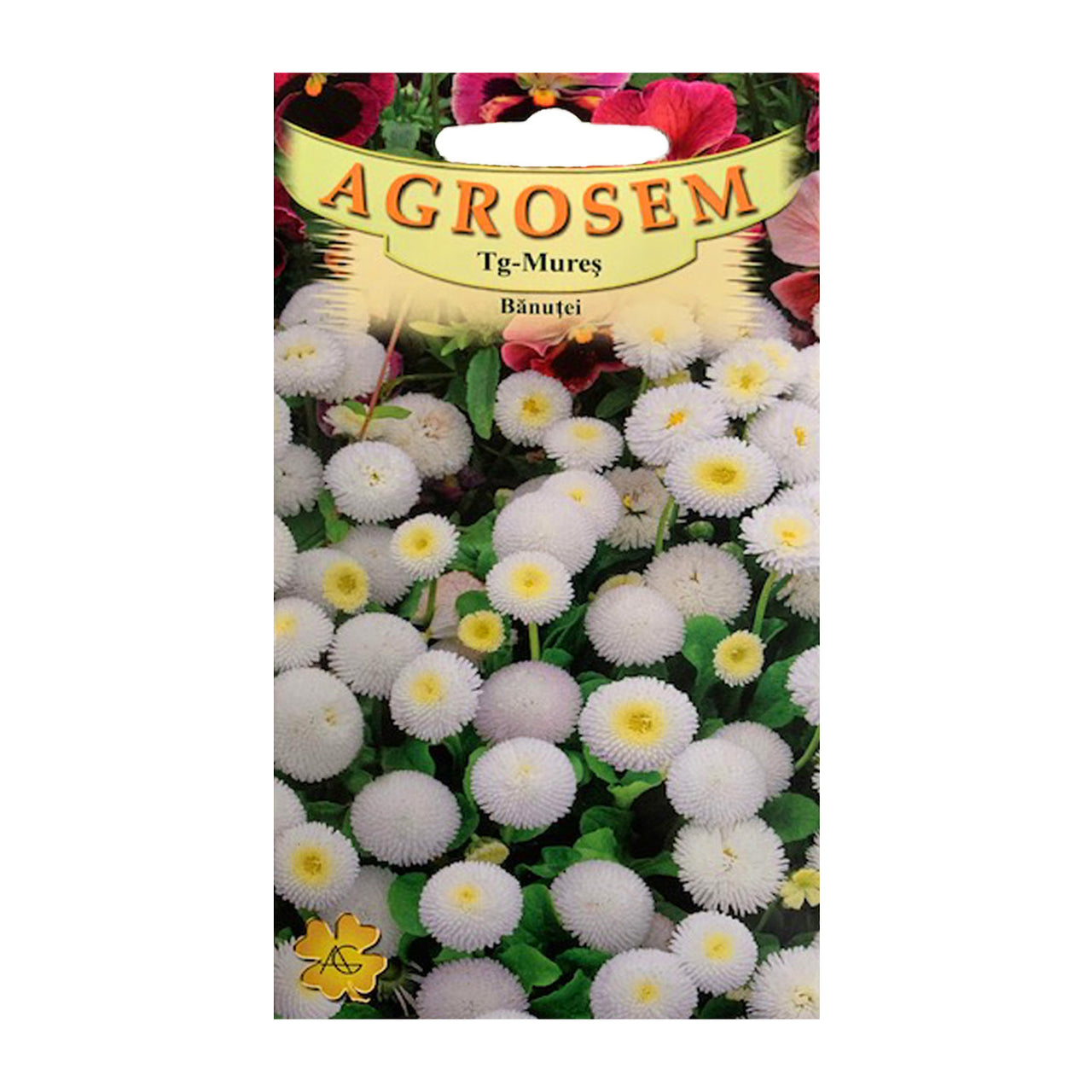 Seminte flori Banutei (Bellis perenis) albi 0.1g