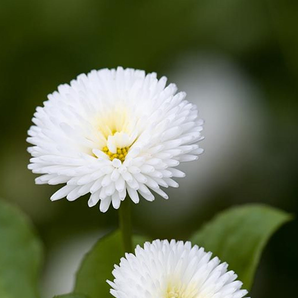 Seminte flori Banutei (Bellis perenis) albi 0.1g