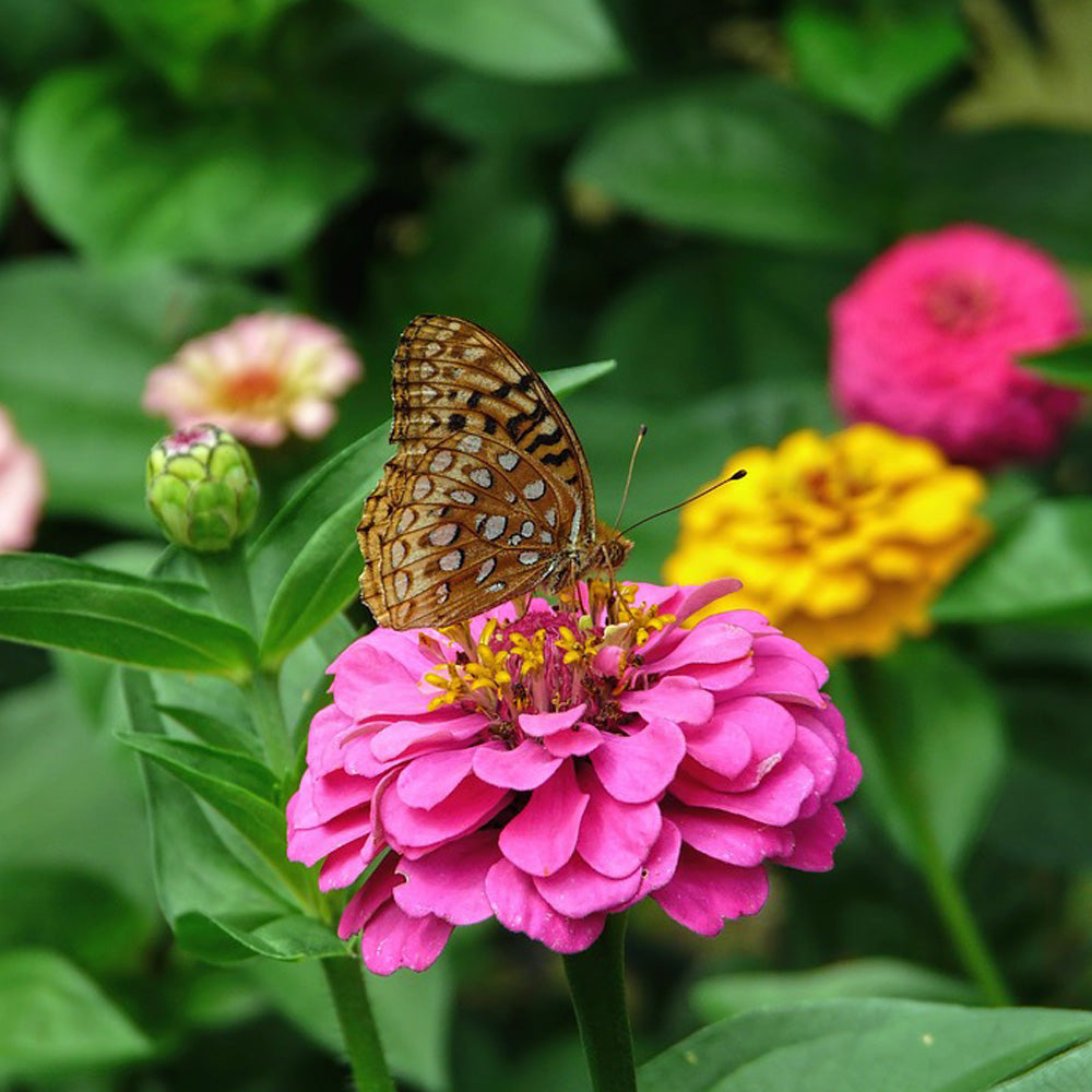Seminte flori Carciumarese (Zinnia elegans) Mix 2 g