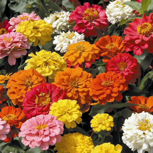 Seminte flori Carciumarese (Zinnia elegans) Mix 2 g