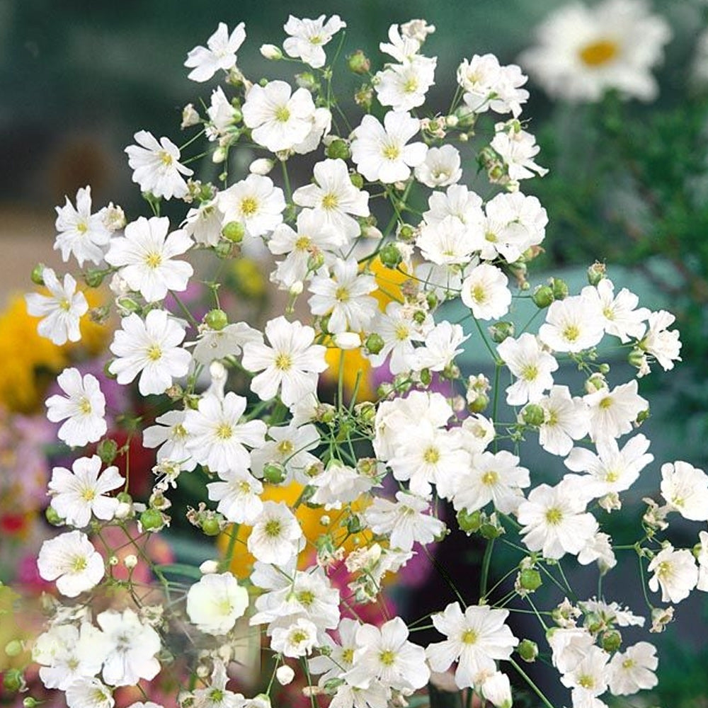 Seminte flori Floarea Miresei (Gypsophila elegans) alba 2g
