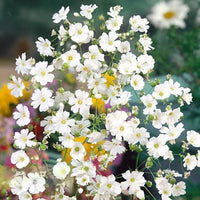 Thumbnail for Seminte flori Floarea Miresei (Gypsophila elegans) alba 2g