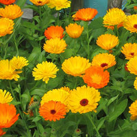Thumbnail for Seminte flori Galbenele (Calendula officinalis) mix 1g